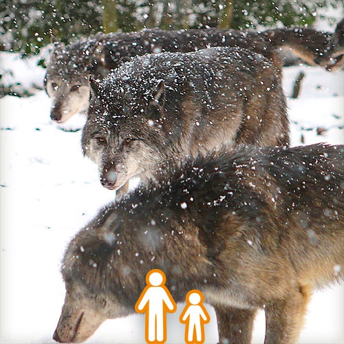 Familientageskarte Winter