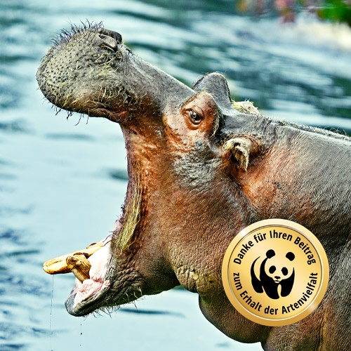 Kopf eines Flusspferdes mit weit geöffnetem Maul und Artenschutzeuro des WWF