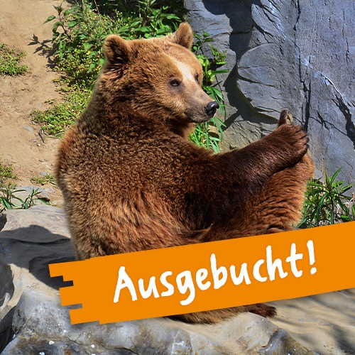 Braunbär sitzt auf einem Felsen in der Sonne, streckt ein Bein in die Höhe und hält die Hinterpfote mit einer Vorderpfote fest.