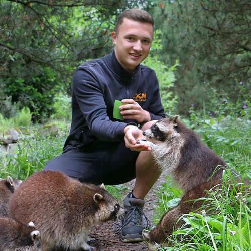 Zwei Waschbären werden von einem Tierpfleger mit Nüssen gefüttert.
