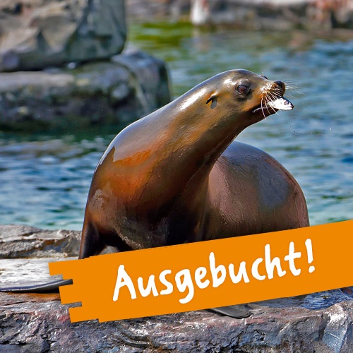 Ein nass glänzender Seelöwe sitzt auf einem Felsen umgeben vom Wasser der Seelöwenanlage, hält einen Fisch im Maul und blickt nach rechts.