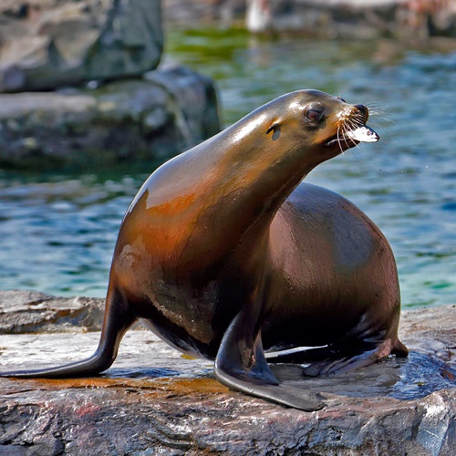 Ein nass glänzender Seelöwe sitzt auf einem Felsen umgeben vom Wasser der Seelöwenanlage, hält einen Fisch im Maul und blickt nach rechts.
