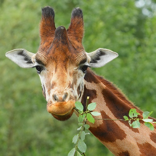 Rothschildgiraffe kaut auf einem Zweig