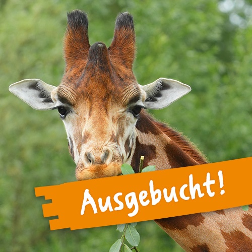 Rothschildgiraffe kaut auf einem Zweig