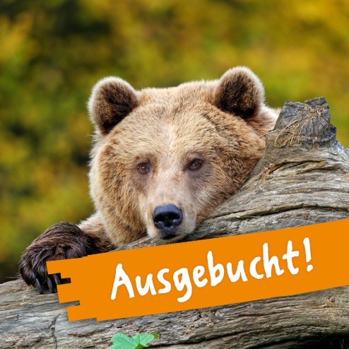 Ein Kamtschatka Braunbär versteckt sich hinter einem liegenden Baumstamm und schaut in die Kamera.