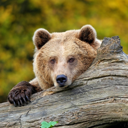 Ein Kamtschatka Braunbär versteckt sich hinter einem liegenden Baumstamm und schaut in die Kamera.