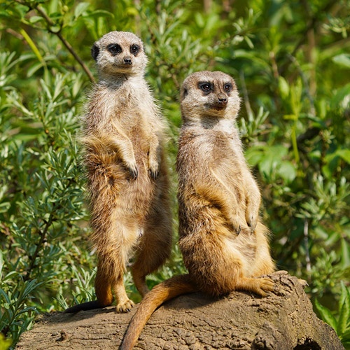 Zwei Erdmännchen bewachen von einem erhöhten Aussichtspunkt aus ihre Gruppe.