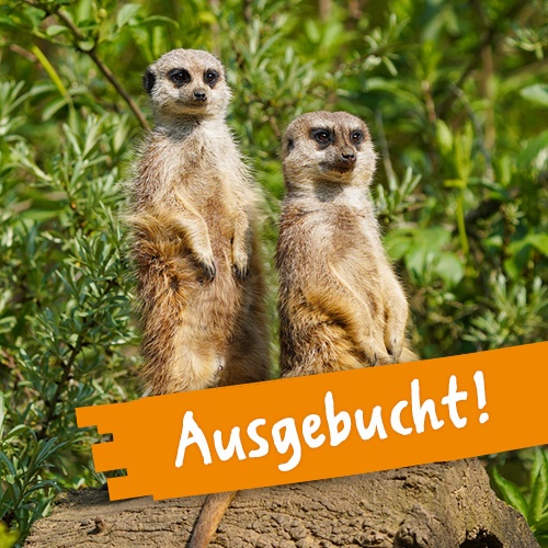 Zwei Erdmännchen bewachen von einem erhöhten Aussichtspunkt aus ihre Gruppe.