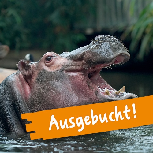 Nahaufnahme eines Flusspferdes mit geöffnetem Maul