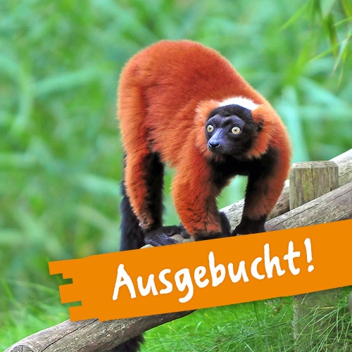 Roter Vari steht auf einem Zaun