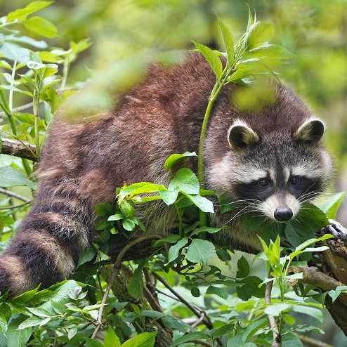 Waschbär auf Ast im Grünen