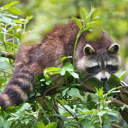 Waschbär auf Ast im Grünen