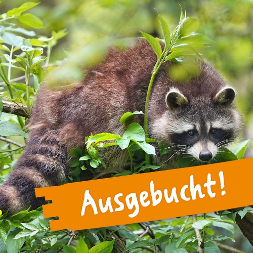 Waschbär auf Ast im Grünen