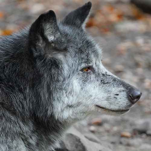 Meine Tierbegegnung Timberwolf