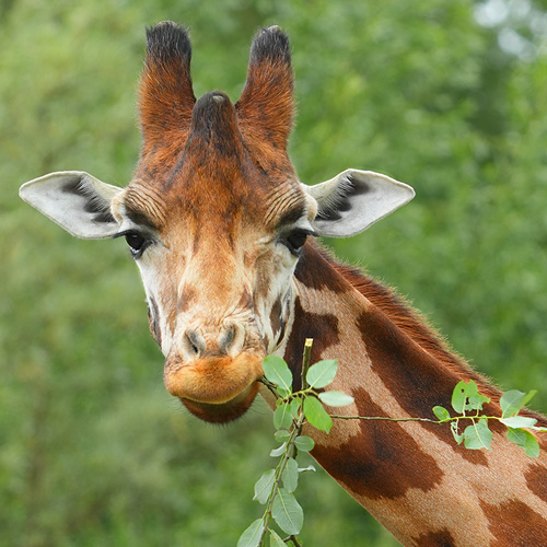 Meine Tierbegegnung Rothschildgiraffe