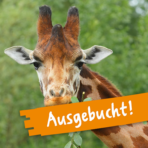 Meine Tierbegegnung Rothschildgiraffe