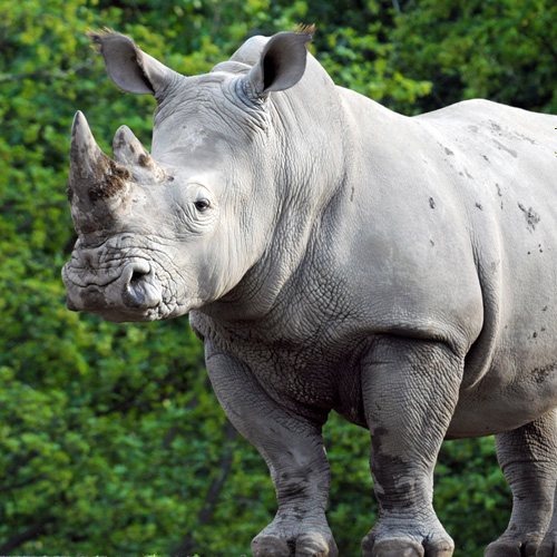 Meine Tierbegegnung Nashorn