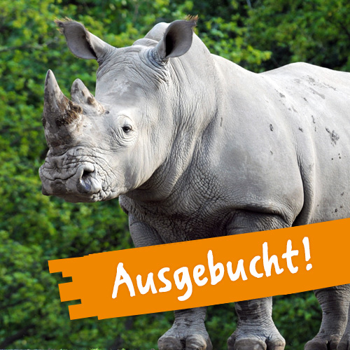Meine Tierbegegnung Nashorn