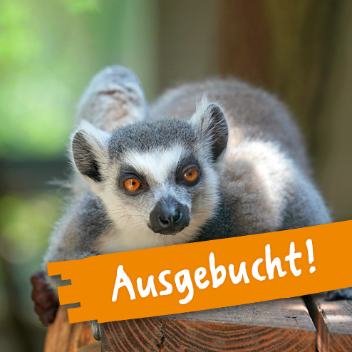 Meine Tierbegegnung Kattas