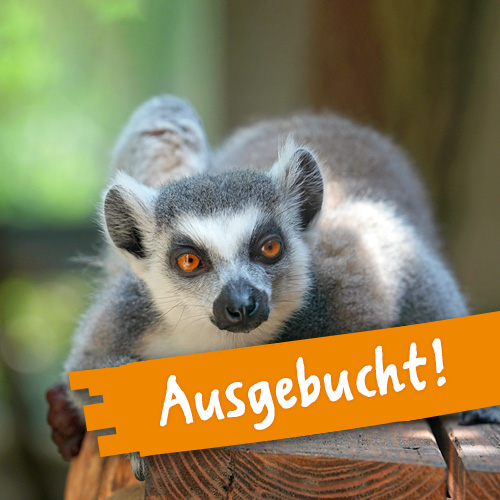 Meine Tierbegegnung Kattas