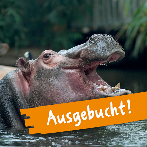 Meine Tierbegegnung Flusspferd