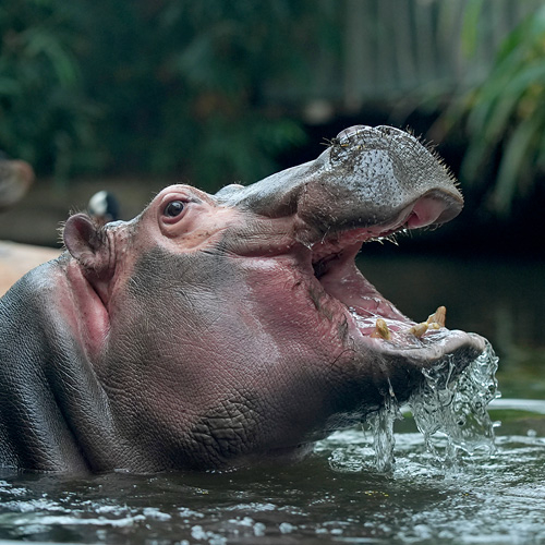 Meine Tierbegegnung Flusspferd