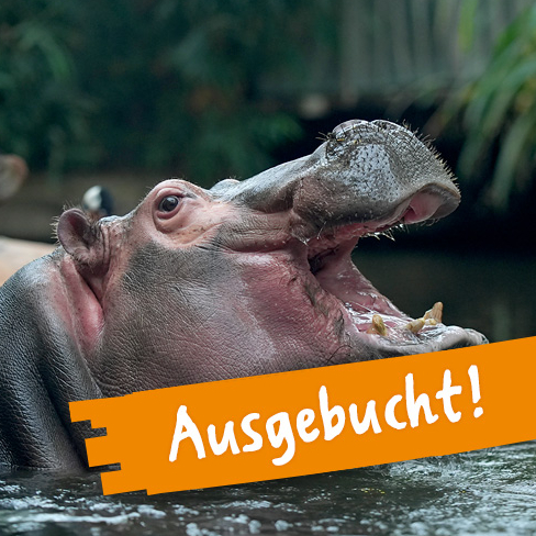 Meine Tierbegegnung Flusspferd