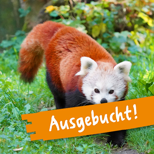 Meine Tierbegegnung Kleiner Panda