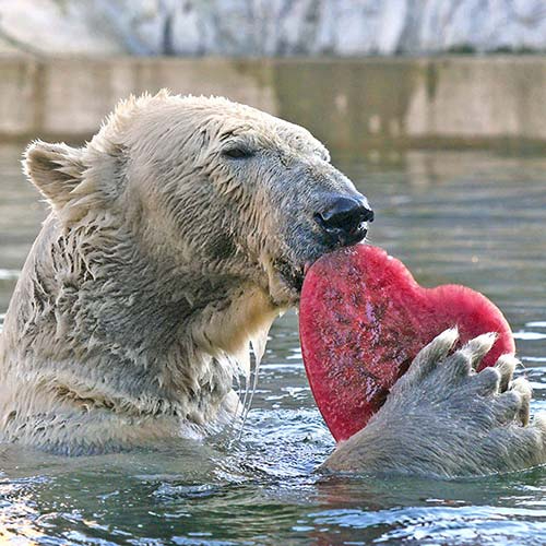 Valentinstag im Zoo